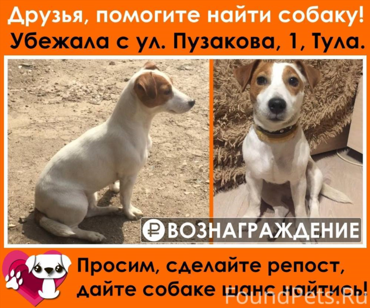 Доска объявлений о пропаже животных