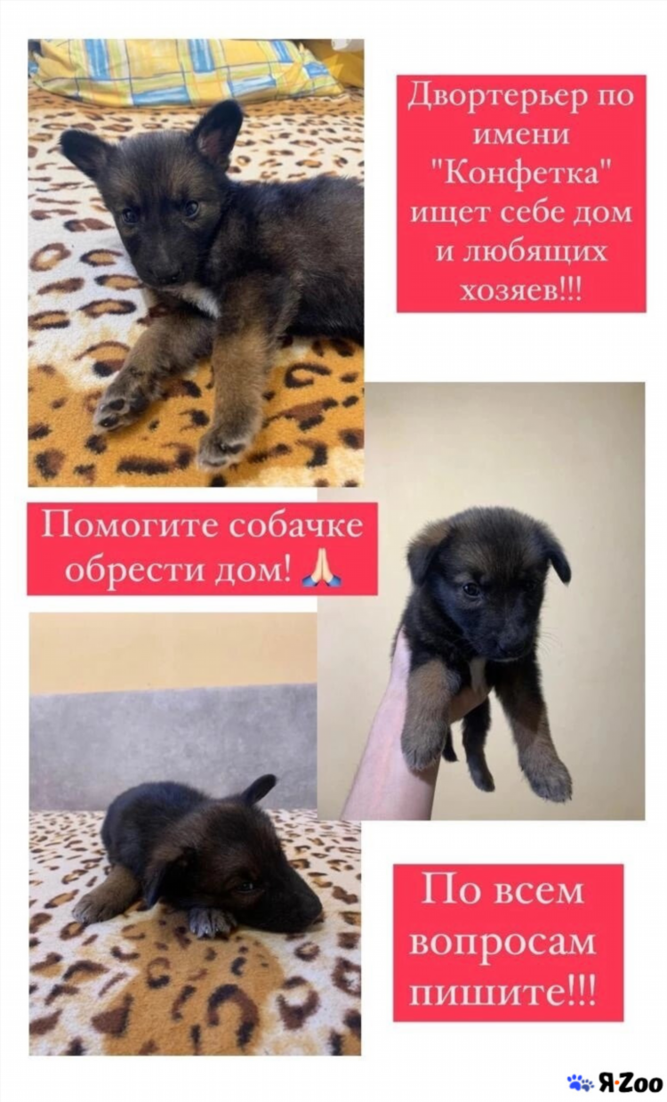 Юла бесплатные объявления ростов на дону