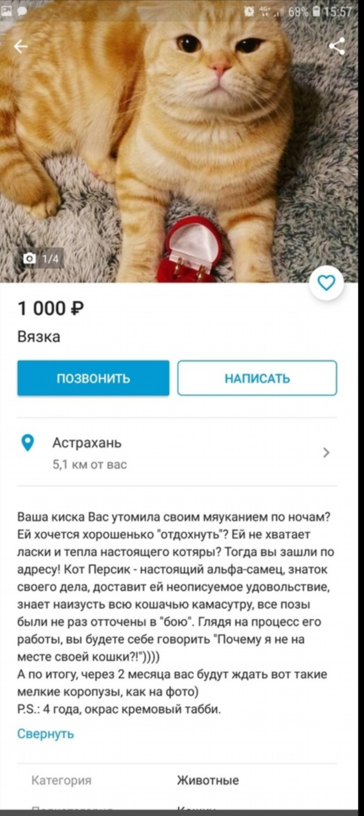 Как написать объявление о продаже кота
