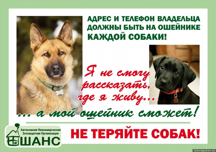 Как написать объявление про котят в добрые руки