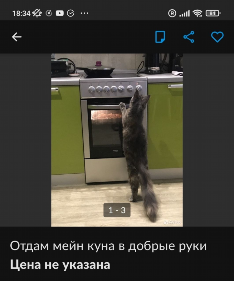 Котята авито кострома свежие объявления
