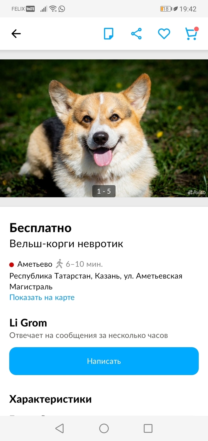 Купить поросят в свердловской области свежие объявления на авито