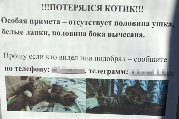 Объявление кошки