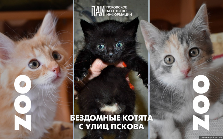 Объявление отдам котят в хорошие руки