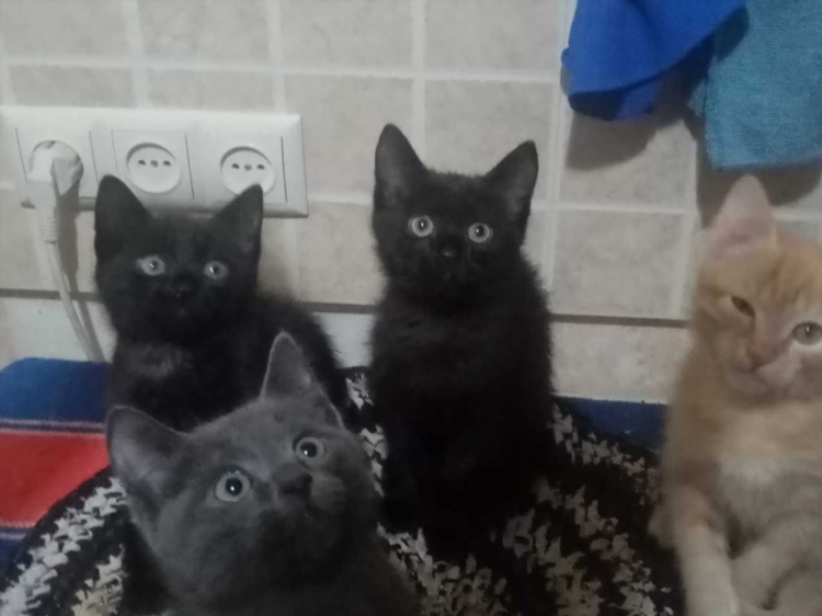 Объявление отдам котят
